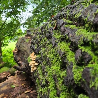 River Liffey Field Trip 1