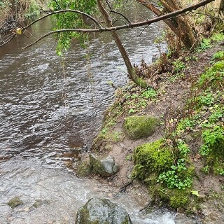 River Liffey Field Trip, April 2023 3