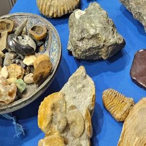 An assortment in different shapes and sizes of geology Rock and Fossil Specimens.