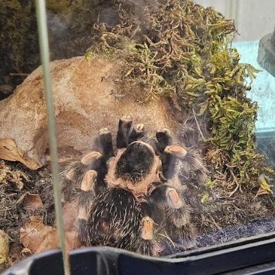 Live large spider in clear case with rock, moss etc.